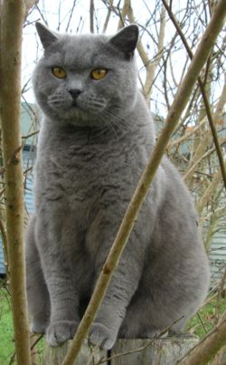 250px-Britishblue.jpg